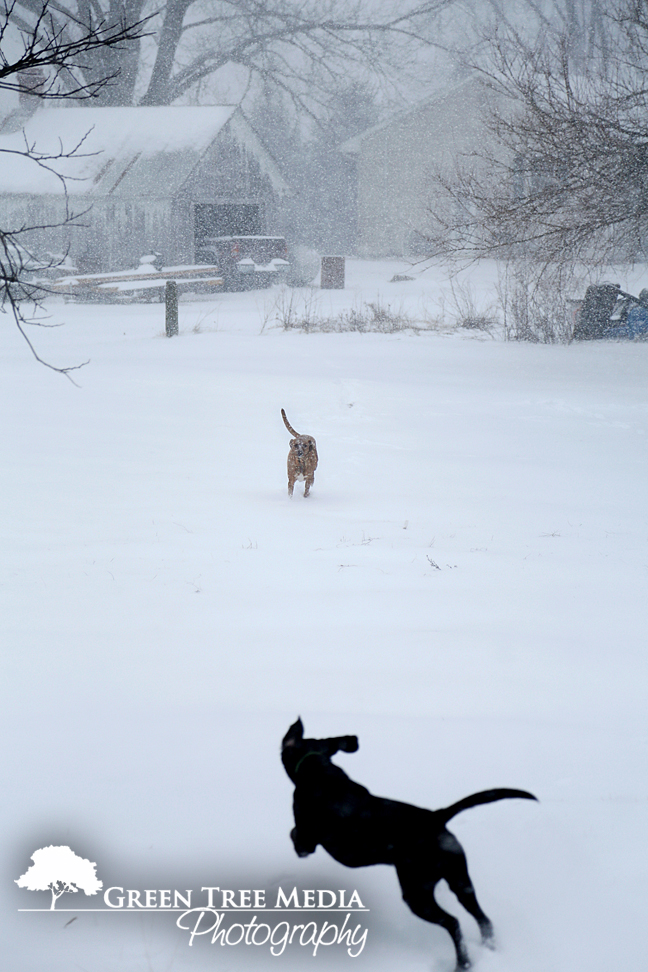 Lucy & Kit in Snow 2