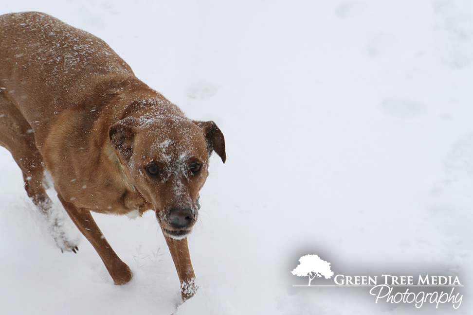 Lucy & Kit in Snow 3