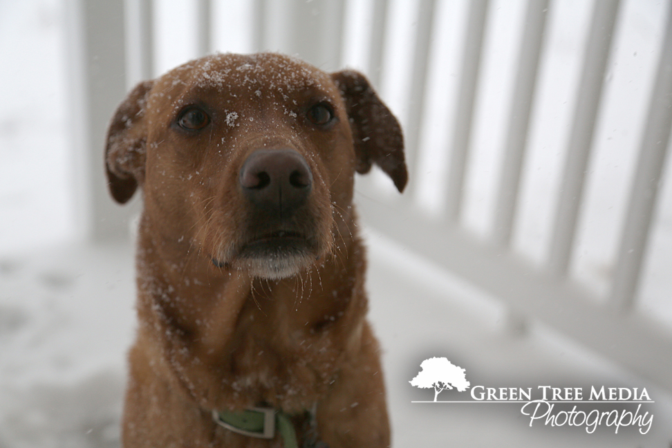 Lucy & Kit in Snow 8