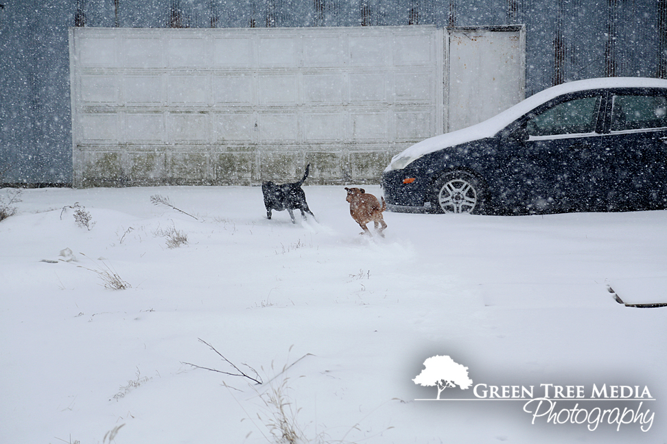 Lucy & Kit in Snow 1