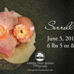 Serrell Marie Newborn Session | Bloomington, IL | Newborn Photography