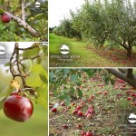 A Trip to the Apple Orchard