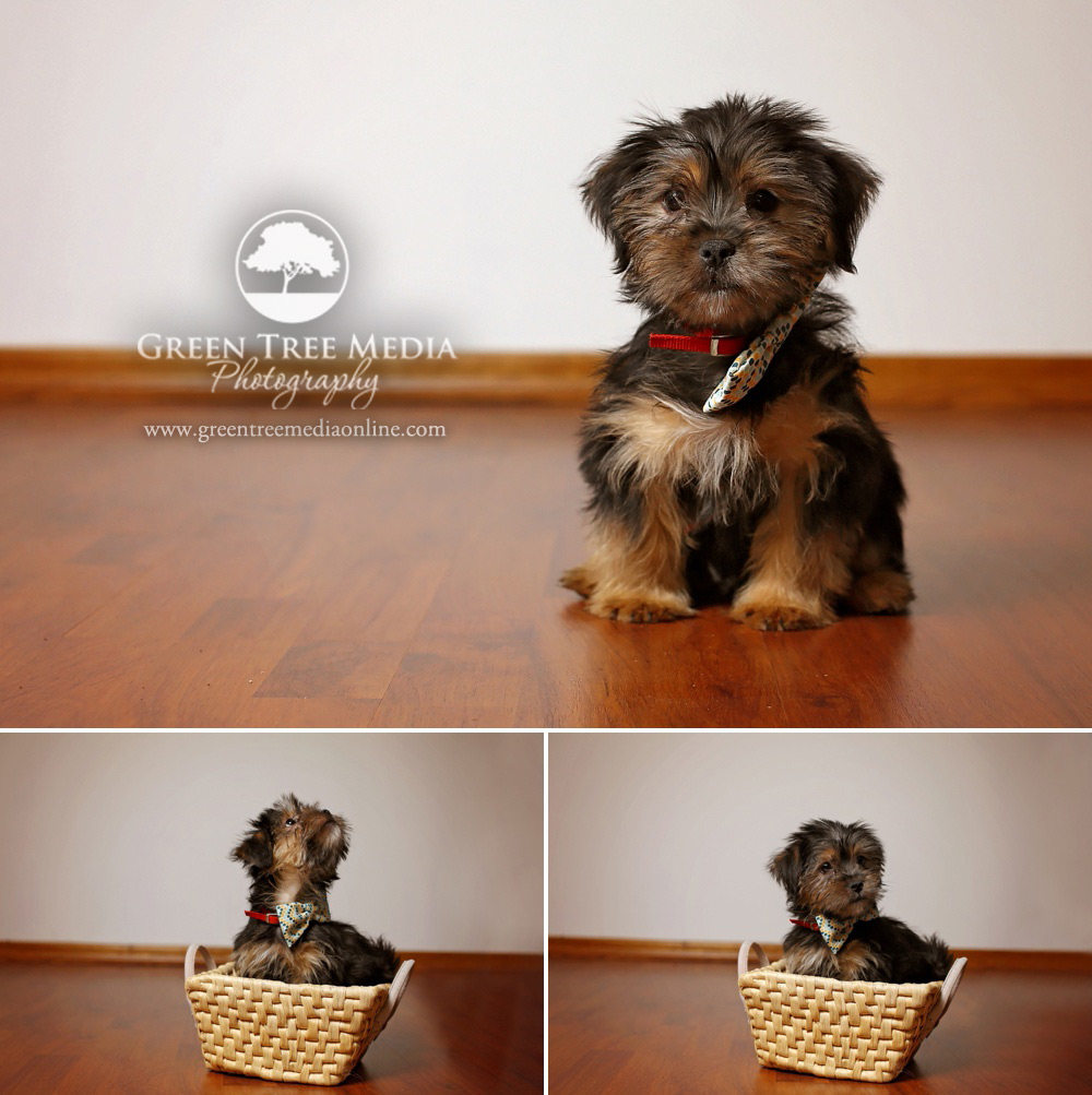 Rocky Pezzelle - Shorkie Puppy