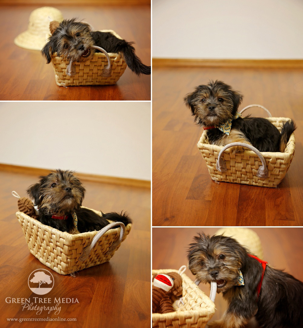 Rocky Pezzelle - Shorkie Puppy