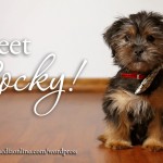 Rocky Pezzelle Puppy Portraits